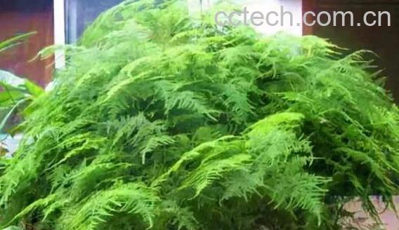 文竹有什么作用与功效 文竹的风水作用-1