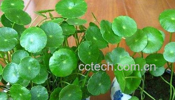 铜钱草有什么作用 铜钱草的风水作用-0