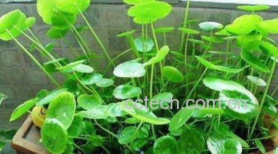 铜钱草有什么作用 铜钱草的风水作用-1