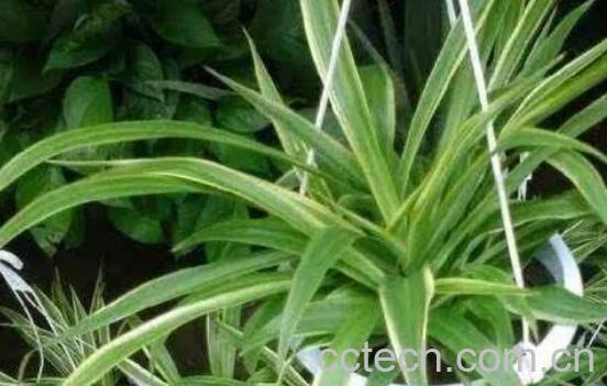 吊兰的功效与作用及药用价值-0