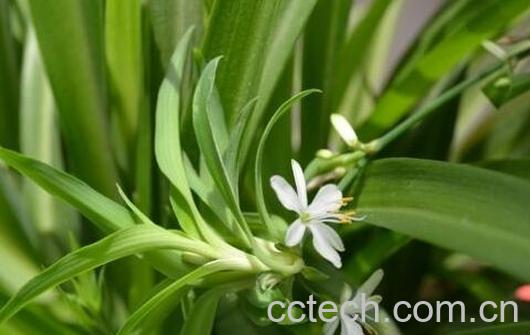 吊兰的功效与作用及药用价值-1