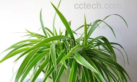 吊兰怎么养 吊兰的养殖方法与注意事项-0