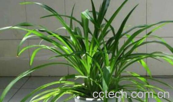 吊兰怎么养 吊兰的养殖方法与注意事项-1