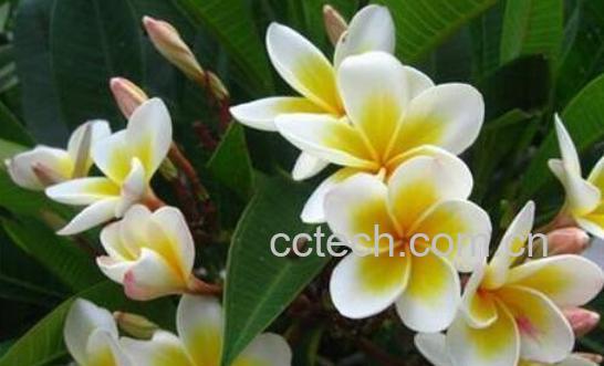 鸡蛋花如何繁殖 鸡蛋花的繁殖方法-0