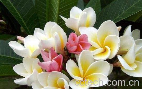 鸡蛋花如何繁殖 鸡蛋花的繁殖方法-1