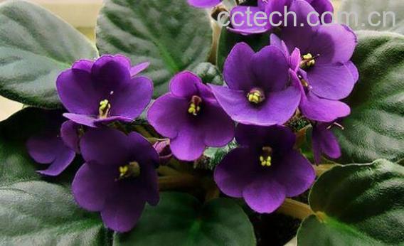 紫罗兰花的养殖方法和注意事项-1