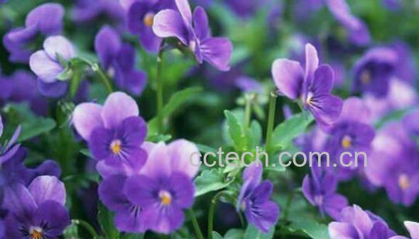 紫罗兰花的养殖方法和注意事项-0