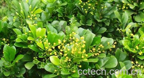 米兰花的养殖方法与注意事项-0