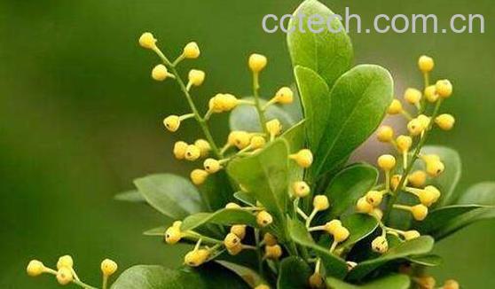 米兰花的养殖方法与注意事项-1