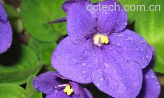 怎样养紫罗兰 盆栽紫罗兰花怎么养-0