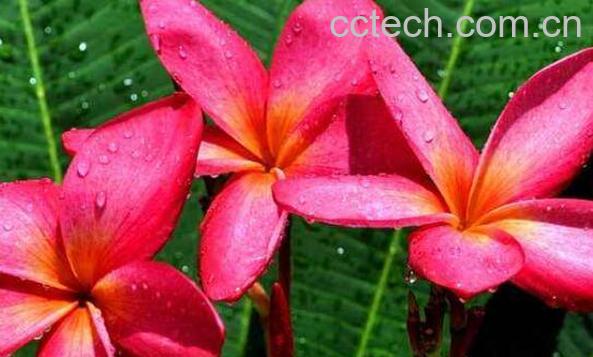 红鸡蛋花的功效与作用 红鸡蛋花怎么养殖-1