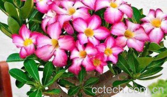 沙漠玫瑰的养殖方法 -1