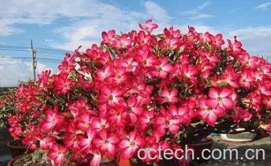 沙漠玫瑰的养殖方法 -0