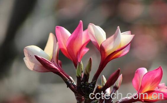 沙漠玫瑰怎么养活 沙漠玫瑰如何憋根-1