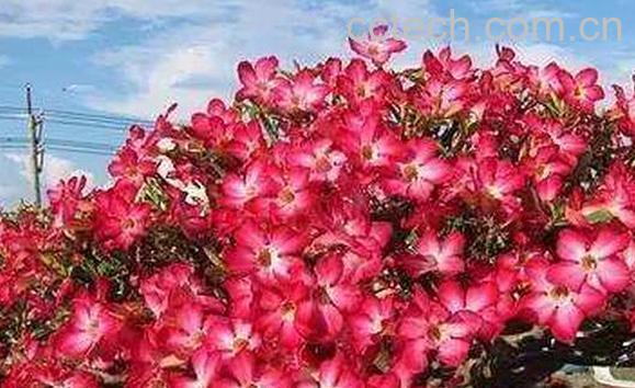 沙漠玫瑰怎么养活 沙漠玫瑰如何憋根-0