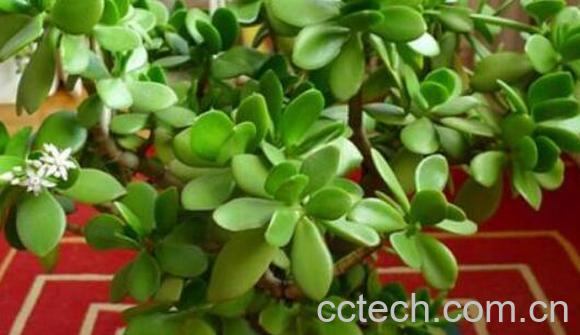 玉树的药用功效与作用 玉树有什么药用价值-0