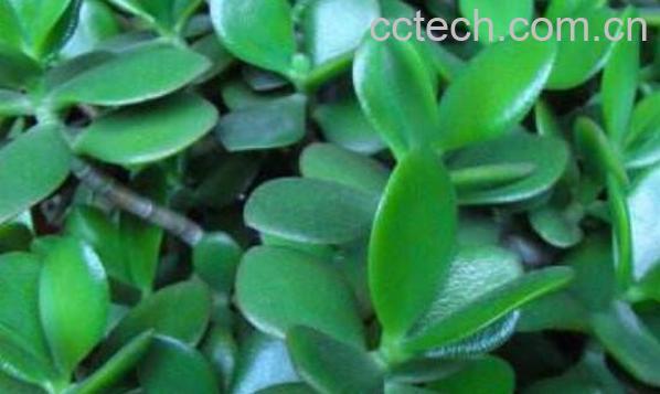 玉树的药用功效与作用 玉树有什么药用价值-1