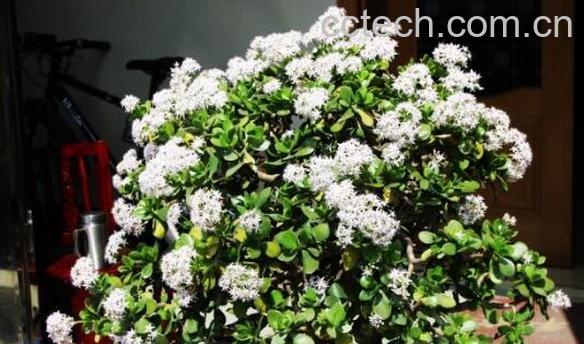 玉树花的功效与作用-0