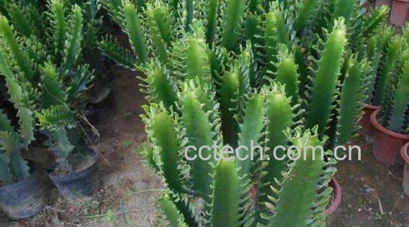 龙骨树的功效与作用-0