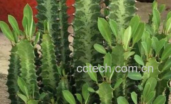 龙骨树的功效与作用-1