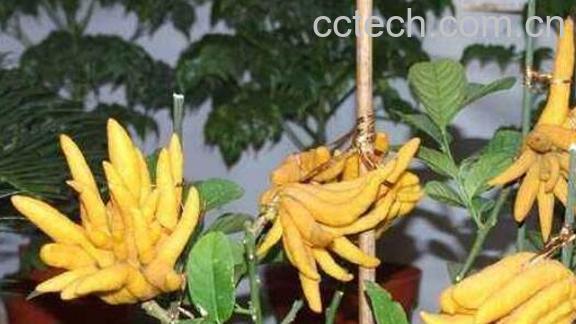 佛手花的功效与作用及禁忌-0