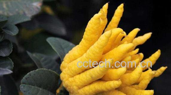 佛手柑怎么泡酒 佛手柑泡酒的功效-1