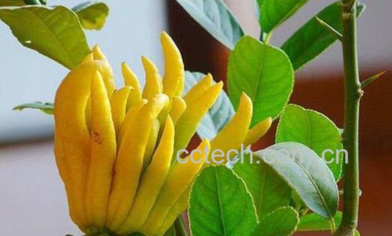 佛手花的功效与作用及禁忌-1