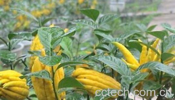 佛手花的家庭养殖方法 佛手花的禁忌-0