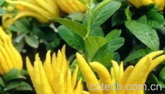 佛手花的家庭养殖方法 佛手花的禁忌-1