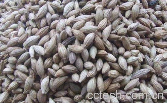 桂花种子怎么保存-1