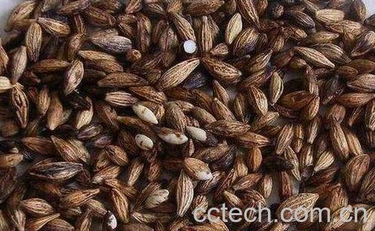 桂花种子怎么保存-0