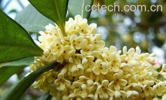 新鲜桂花怎么保存 新鲜摘的桂花怎么保存-1