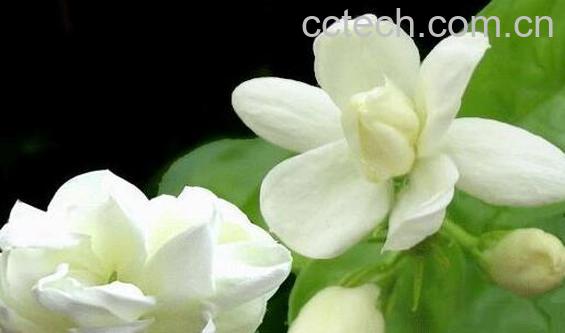 新鲜茉莉花怎么保存-0