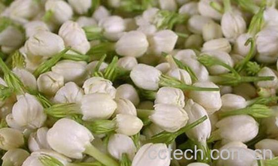 新鲜茉莉花怎么保存-1