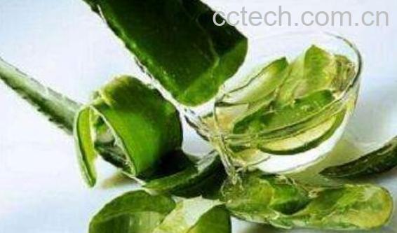  芦荟汁液的功效与作用 -1