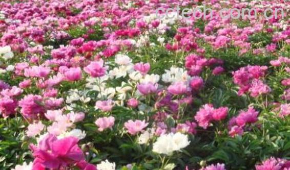 芍药花泡水喝的功效与副作用-0