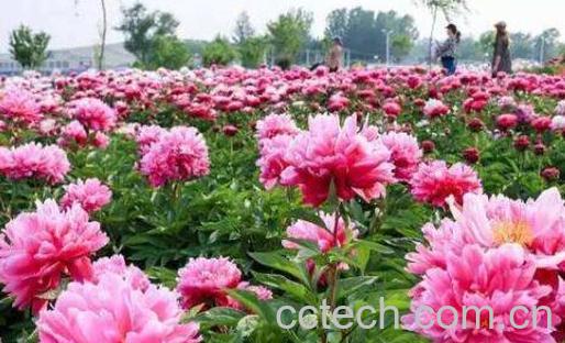 芍药花泡水喝的功效与副作用-1