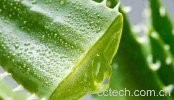 新鲜芦荟涂脸的功效与作用-1