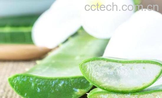 芦荟灌肤的好处和坏处-0