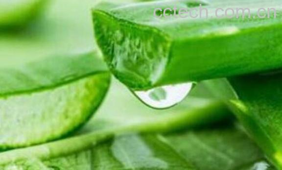 芦荟减肥如何用 芦荟减肥的使用方法-1