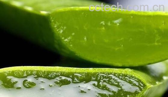 芦荟减肥如何用 芦荟减肥的使用方法-0
