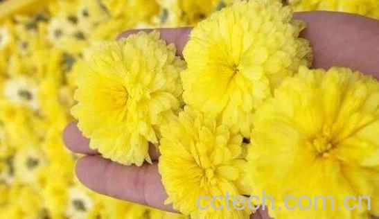 玲珑菊的功效与作用 -1