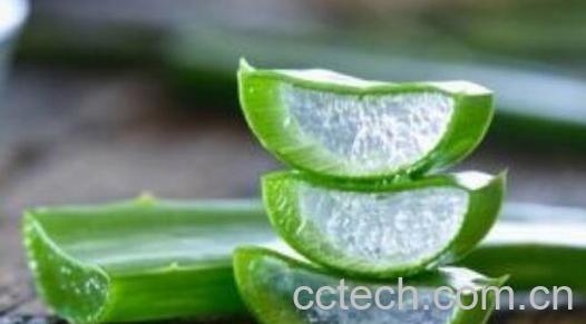 生吃芦荟的功效与作用-0
