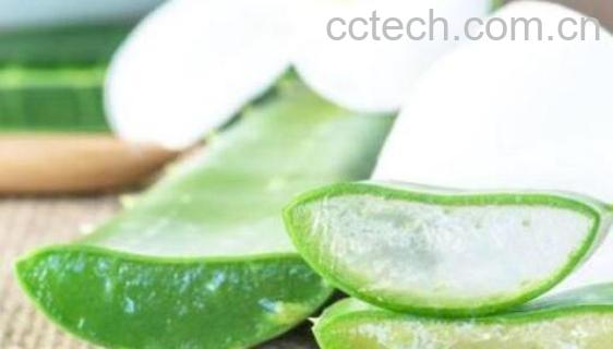 生吃芦荟的功效与作用-1