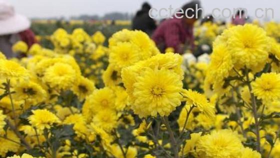 元芙菊和怀菊花有什么区别 元芙菊的功效与作用-1