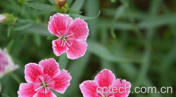 山竹花和石竹花的区别 山竹花怎么养-1