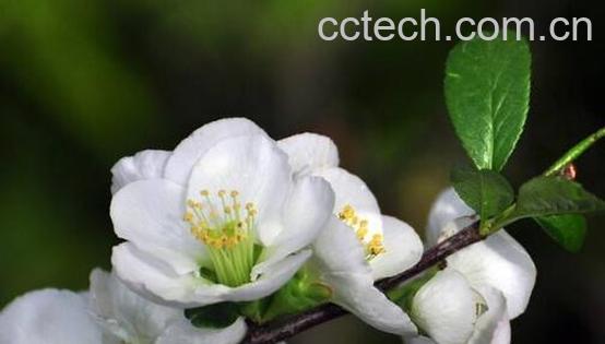 白梅花的药用价值 白梅花的禁忌-0