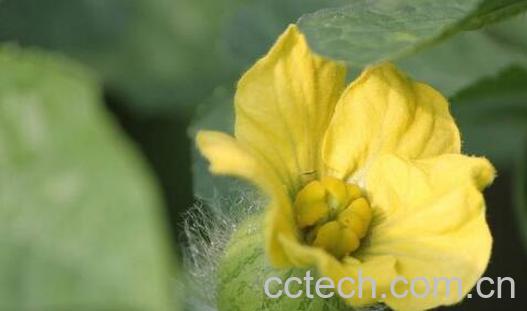 西瓜花的功效与作用-0