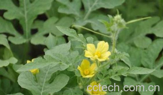 西瓜花的功效与作用-1