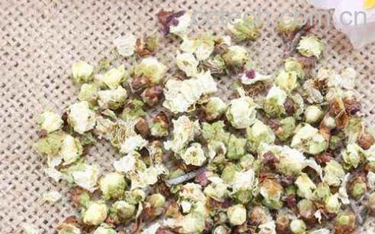 白梅花的功效与禁忌-0